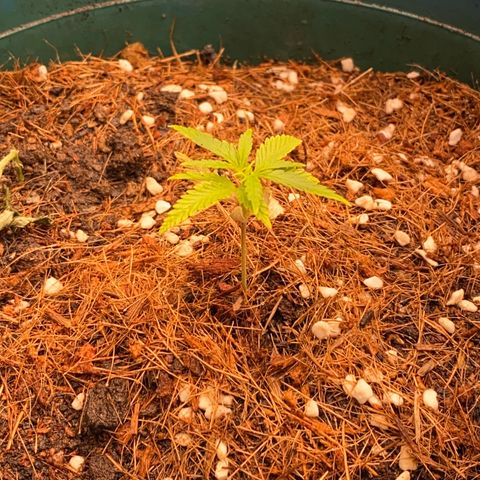 DankBerry  growlog timeline photo