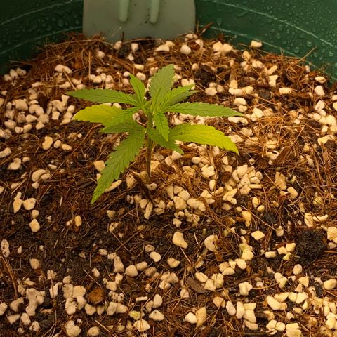 DankBerry  growlog timeline photo