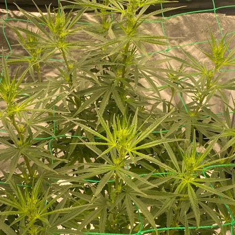 DankBerry  growlog timeline photo