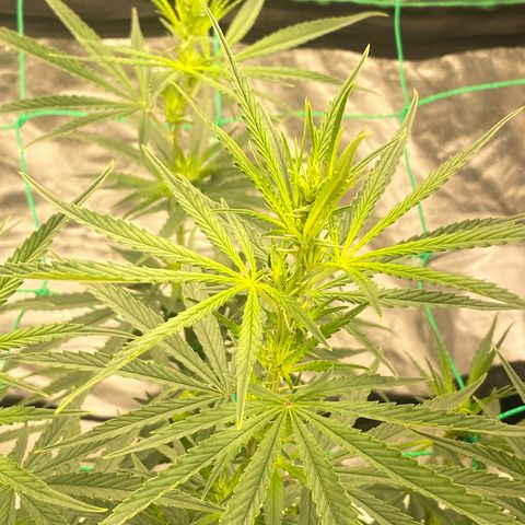 DankBerry  growlog timeline photo