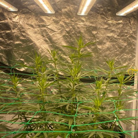 DankBerry  growlog timeline photo