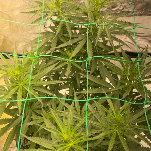 DankBerry  growlog timeline photo
