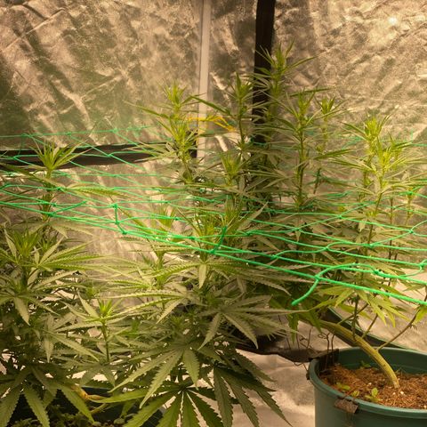 DankBerry  growlog timeline photo