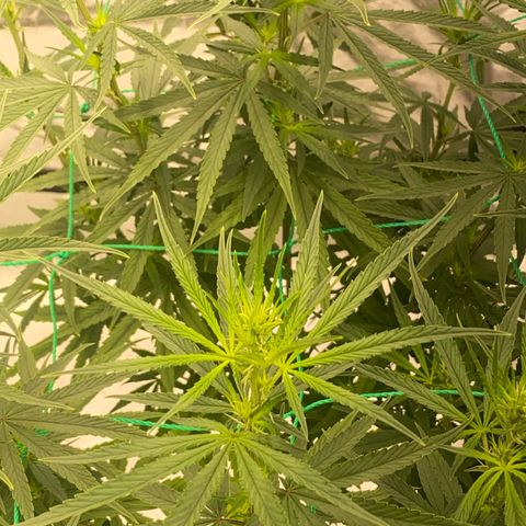 DankBerry  growlog timeline photo