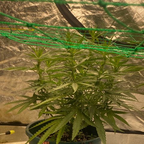 DankBerry  growlog timeline photo