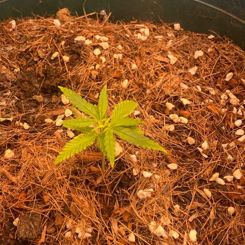DankBerry  growlog timeline photo