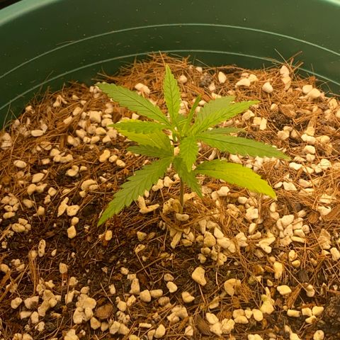 DankBerry  growlog timeline photo