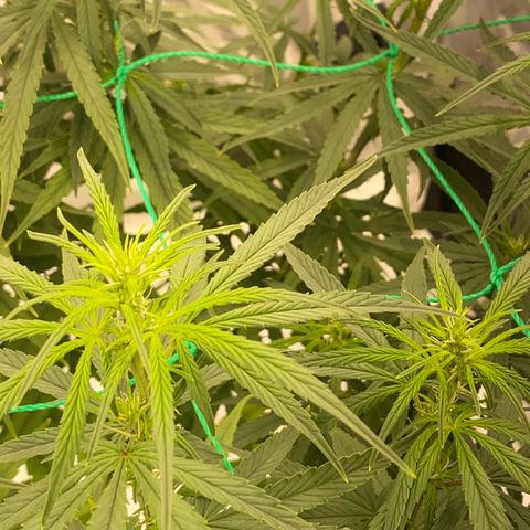 DankBerry  growlog timeline photo