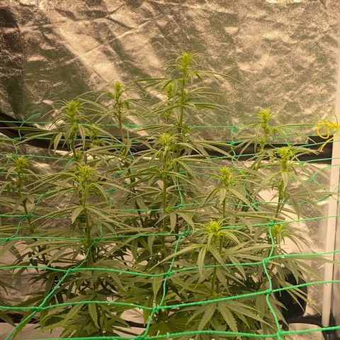 DankBerry  growlog timeline photo