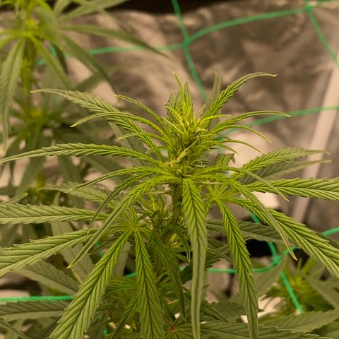 DankBerry  growlog timeline photo