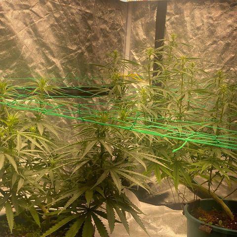 DankBerry  growlog timeline photo