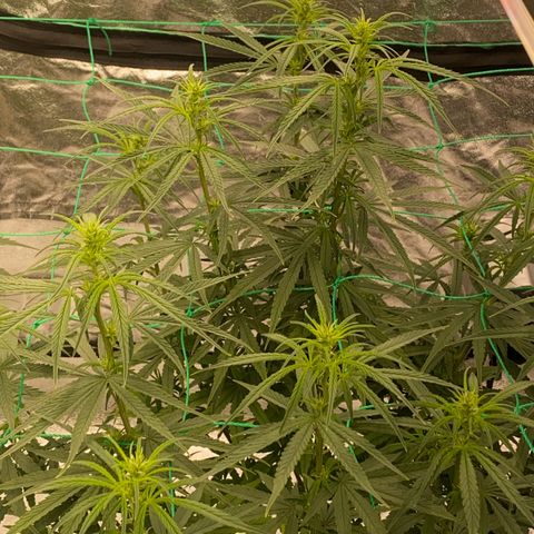 DankBerry  growlog timeline photo