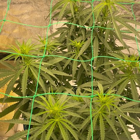DankBerry  growlog timeline photo