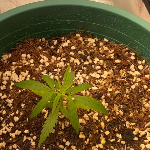 DankBerry  growlog timeline photo