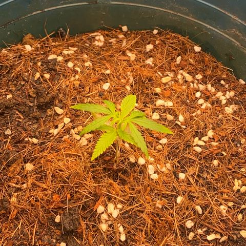 DankBerry  growlog timeline photo