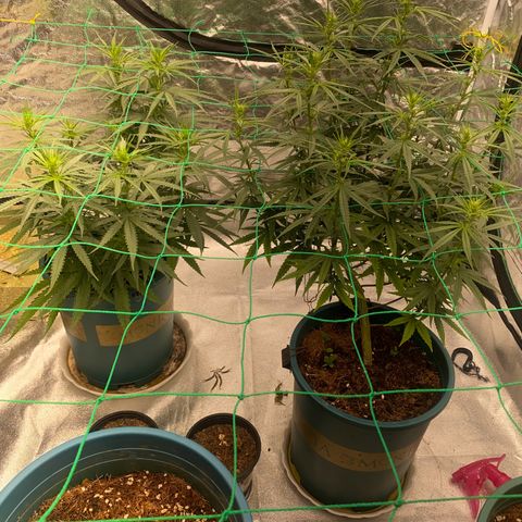 DankBerry  growlog timeline photo