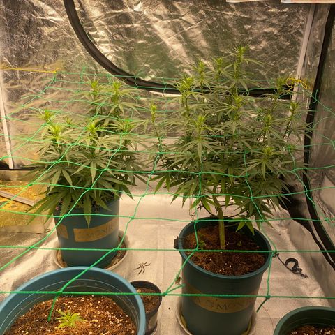 DankBerry  growlog timeline photo