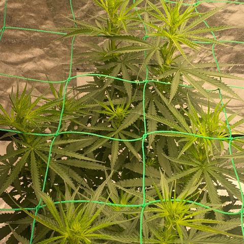 DankBerry  growlog timeline photo