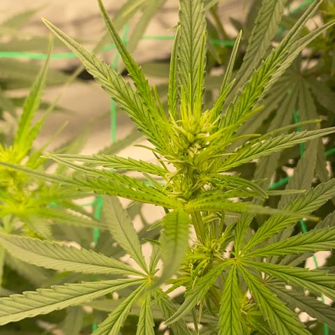 DankBerry  growlog timeline photo
