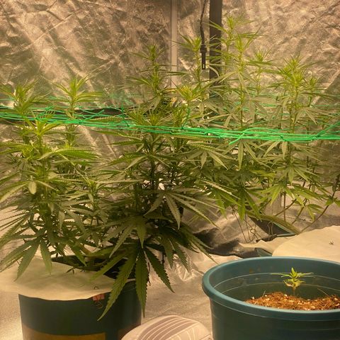 DankBerry  growlog timeline photo