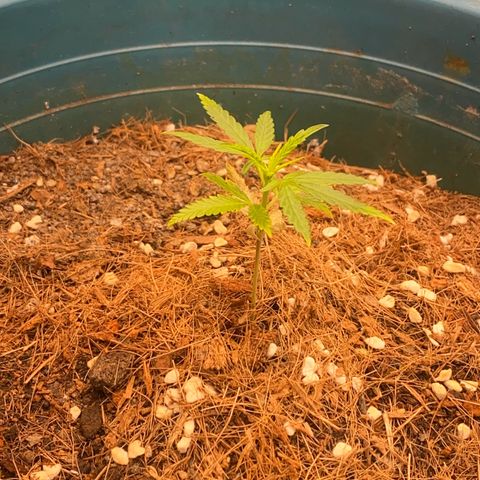 DankBerry  growlog timeline photo