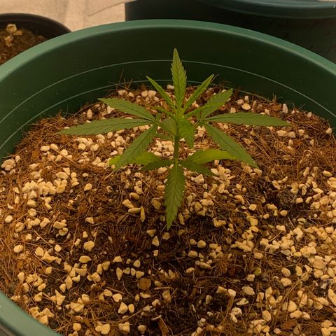 DankBerry  growlog timeline photo