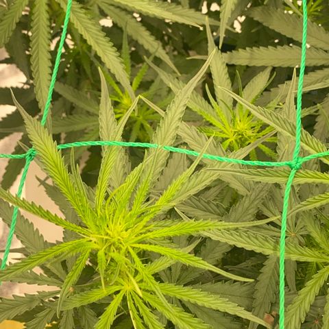 DankBerry  growlog timeline photo