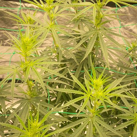 DankBerry  growlog timeline photo