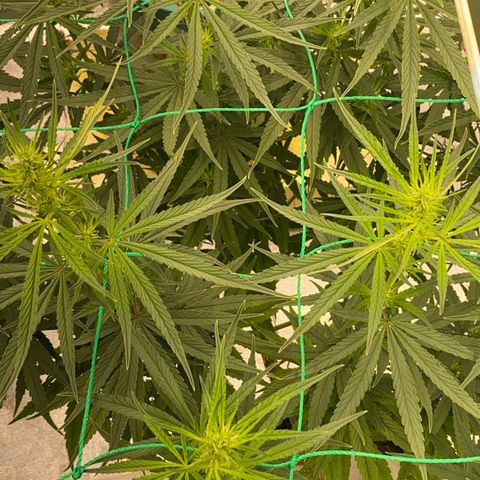 DankBerry  growlog timeline photo