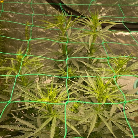 DankBerry  growlog timeline photo