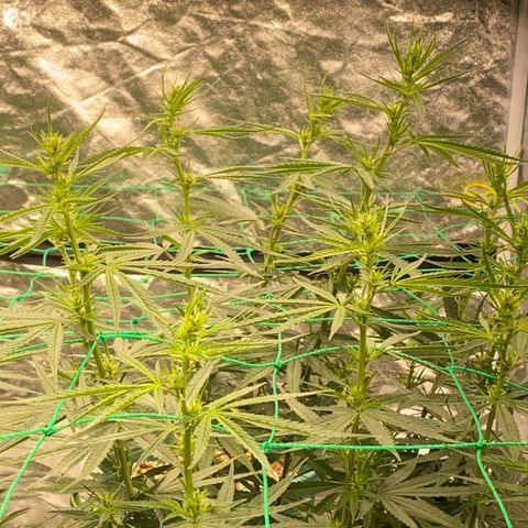 DankBerry  growlog timeline photo