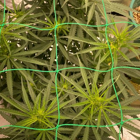 DankBerry  growlog timeline photo