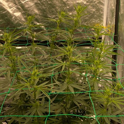 DankBerry  growlog timeline photo