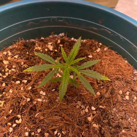 DankBerry  growlog timeline photo
