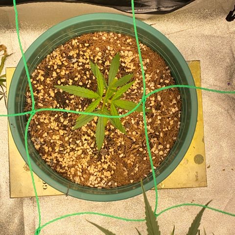 DankBerry  growlog timeline photo