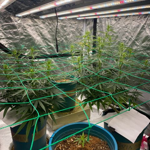DankBerry  growlog timeline photo
