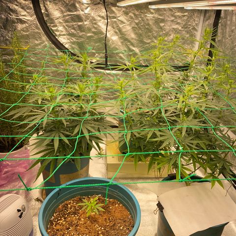 DankBerry  growlog timeline photo