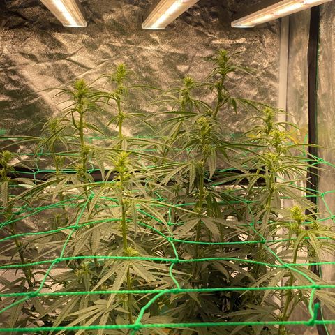 DankBerry  growlog timeline photo