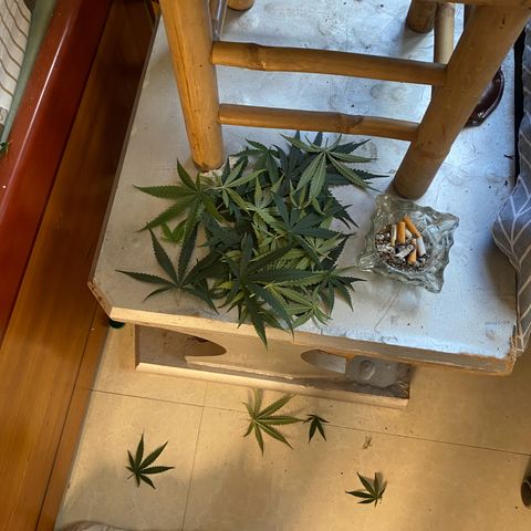 DankBerry  growlog timeline photo