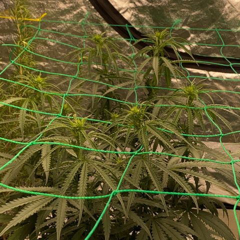 DankBerry  growlog timeline photo