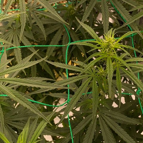 DankBerry  growlog timeline photo