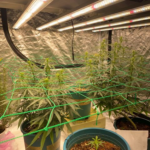 DankBerry  growlog timeline photo