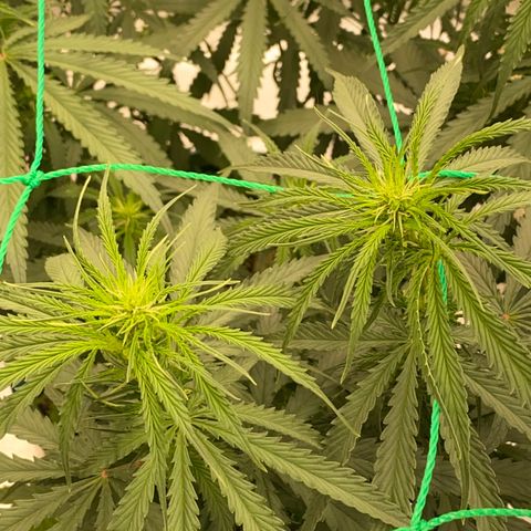 DankBerry  growlog timeline photo