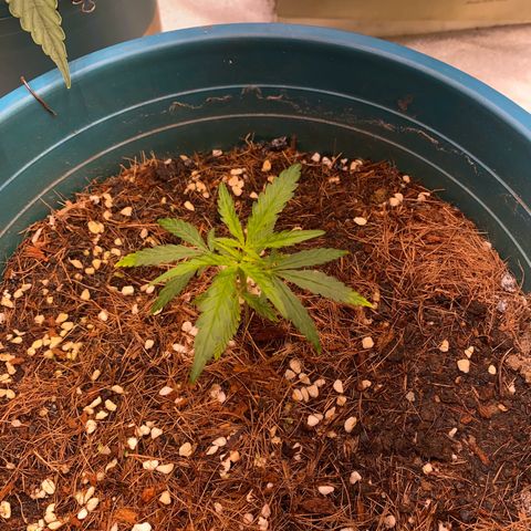 DankBerry  growlog timeline photo