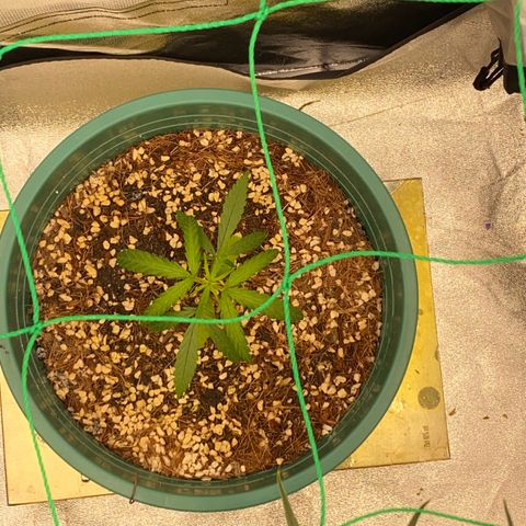 DankBerry  growlog timeline photo