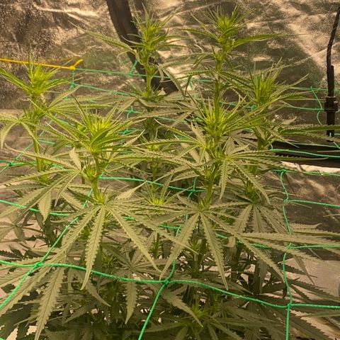 DankBerry  growlog timeline photo