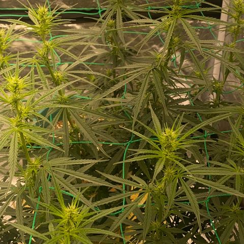 DankBerry  growlog timeline photo