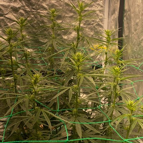 DankBerry  growlog timeline photo