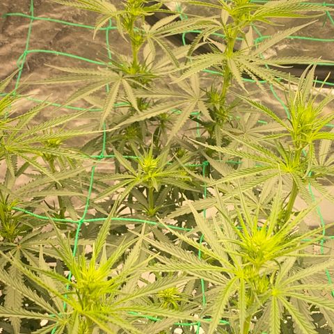 DankBerry  growlog timeline photo