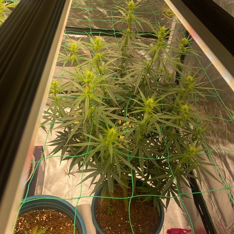 DankBerry  growlog timeline photo